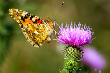 butterfly on flower