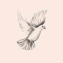 Peace bird, dove, art, water color drawing	