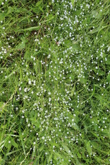 
Fragrant honey flowers bloom in a summer meadow