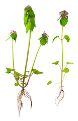 Two bushes of Lamium purpureum with roots, leaves and flowers isolated on white.