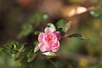 Bodendeckerrose