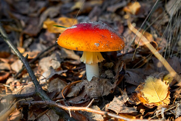 fly mushroom