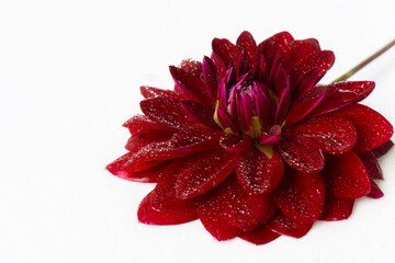 Lush dark burgundy dahlia in drops of water on a white background. Beautiful summer flower