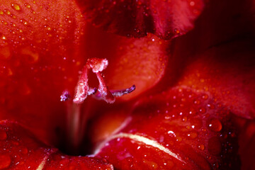 Red gladiolus flower in dew close-up. Natural floral background, wedding or birthday celebration
