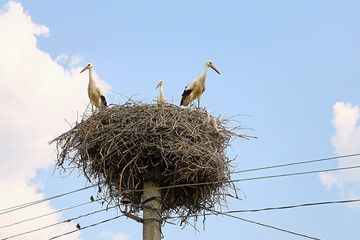 stork in the nest © Stas