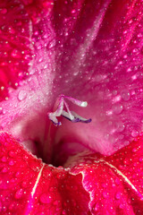 Pink gladiolus flower in dew close-up. Natural floral background, wedding or birthday celebration