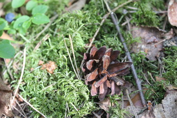 pine cone