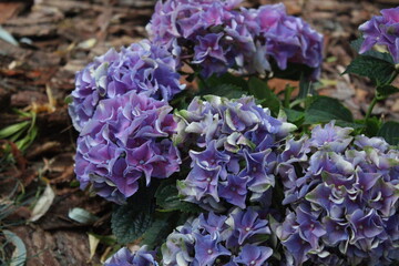 purple hortensia flowers