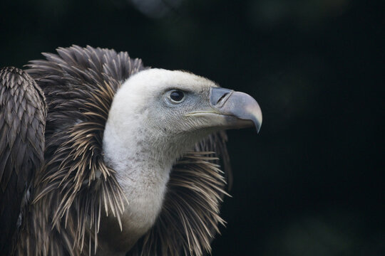 Portrait of a Griffon vulture, a bird of prey