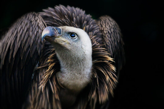 Closeup of a Griffon vulture, a bird of prey