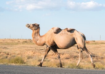 Camel walking down the road