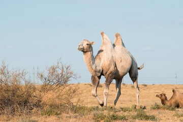 Camel with two humps in the savannah