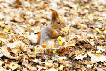 Close-up of a red squirrel holding a walnut, standing by a small shopping cart against the foliage background in the forest.