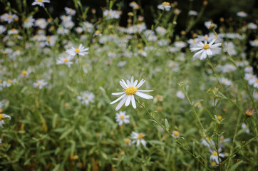 들판에 잔뜩 피어있는 보라색 꽃