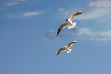 Two seagulls are flying in the cloudy sky