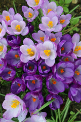 Obraz na płótnie Canvas Purple crocus flowers