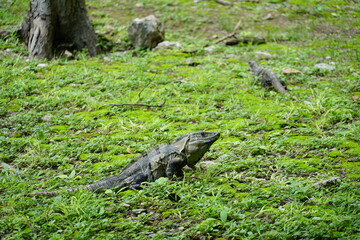 Edzna, campeche, mexico, forest, messico, chiapas, nature, environment, traveling, landscape, temples, pyramid, maya, ancient, buildings, iguana