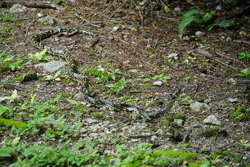 Edzna, campeche, mexico, forest, messico, chiapas, nature, environment, traveling, landscape, temples, pyramid, maya, ancient, buildings, iguana