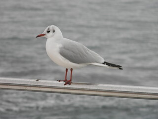 Fototapeta premium seagull on the pier
