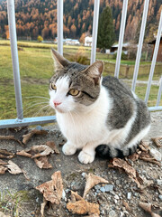 gatto gattino occhi gatto pelo gatto 