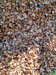 autumn leaves background