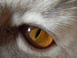 close up of an eye