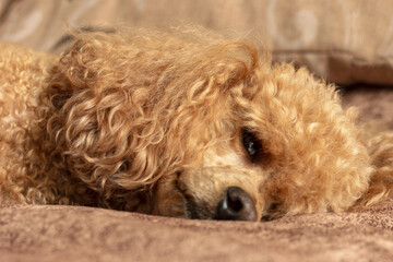 Fluffy apricot poodle sleeping on the bed.