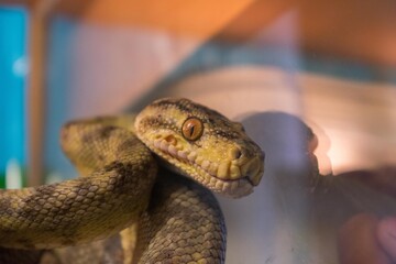The snake behind the glass gazes with a yellow eye into the frame