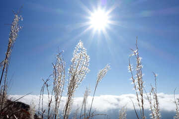 秋の由布岳登山道のススキと雲海と太陽