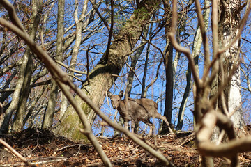 由布岳登山中に見つけた野生の鹿と目が合う