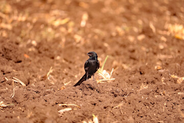 Black Drongo Bird