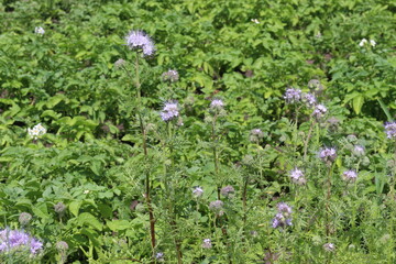 Lilac flowers bloom in a meadow on a bright sunny day
