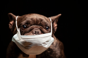 image of dog dark background 