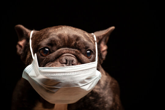 image of dog dark background 