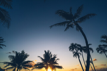 Silhouette of palm trees at beautiful sunset. 