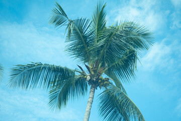Fototapeta na wymiar Coconut palm trees against blue sky background