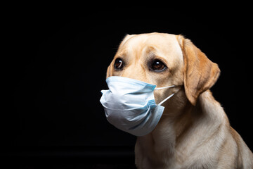Close-up of a Labrador Retriever dog in a medical face mask.