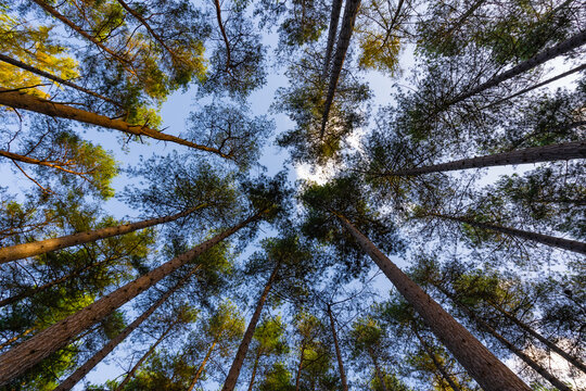 Shot of Tall trees looking from the ground upwards. Wide Angle Nature