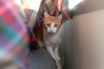 gato blanco y marron con ojos amarillos se esconde bajo una manta de colores