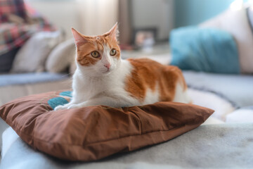 gato blanco y marron con ojos amarillos sobre una almohada