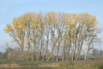 Row of trees in Dutch polder