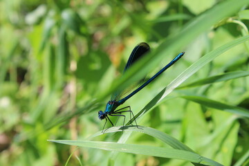 dragonfly on a green leaf
