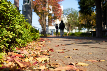 歩道・ローアングル・冬・秋の道・落ち葉アップ