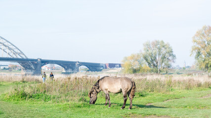 Horse eating grass in sunlight