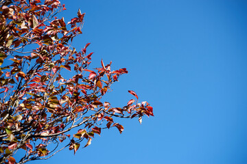 赤い紅葉・右向き
