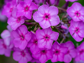 Purple flame flowers of phlox. Flowering garden phlox, perennial or summer phlox in the garden on a sunny day.Close up, selective focus