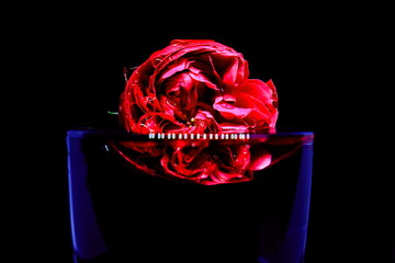 Red Rose Rote Rose Makro