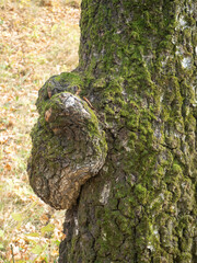 Chaga mushroom in the form of a growth on a birch tree close-up.