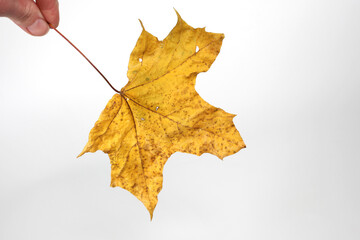 Yellow maple leaf close-up on white background.