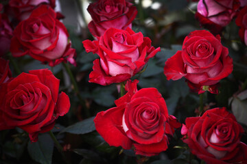 Red roses on a Bush in the garden